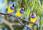 The Rainbow Coalition Gouldian Finches