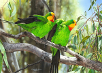 Teeming With Green Superb Parrots