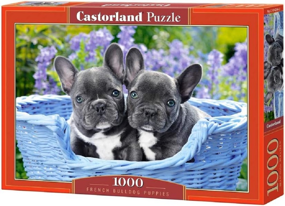 French Bulldog Puppies