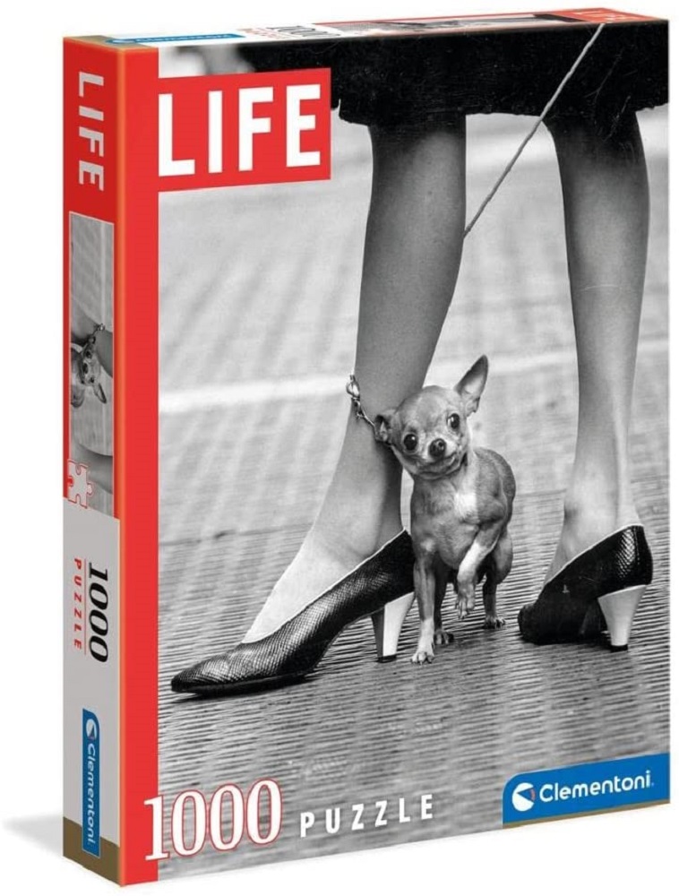 Life Magazine Chihuahua 