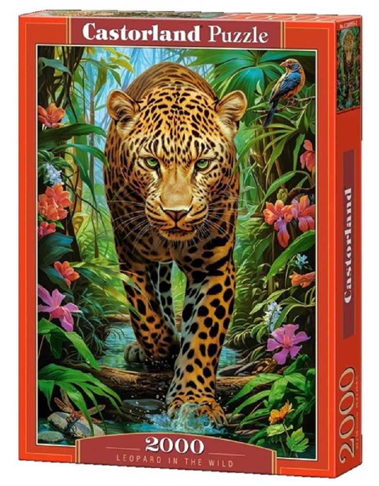 Leopard In The Wild