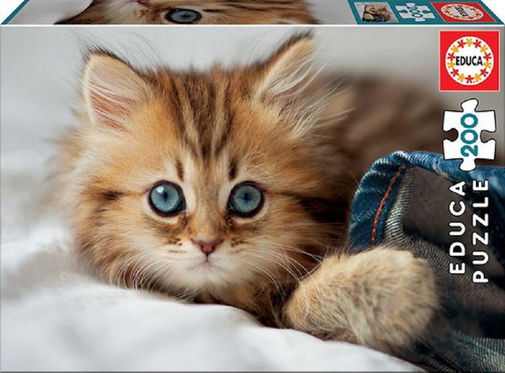 Kitten