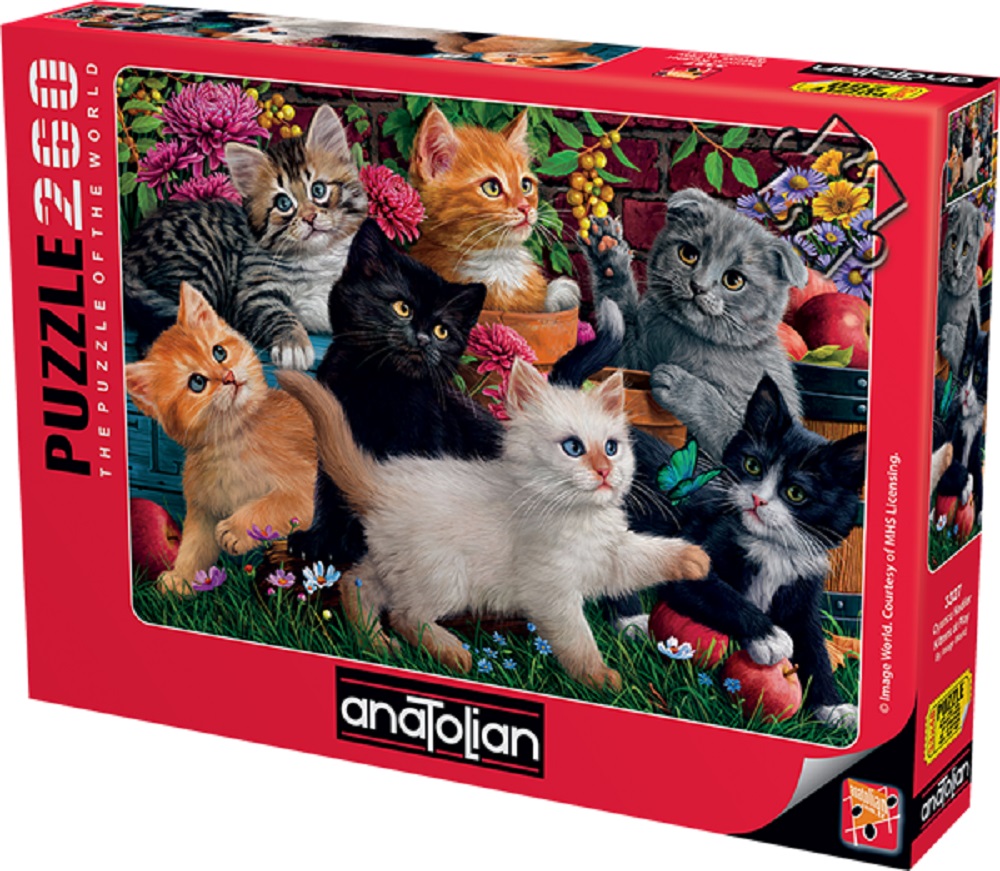 Kittens At Play