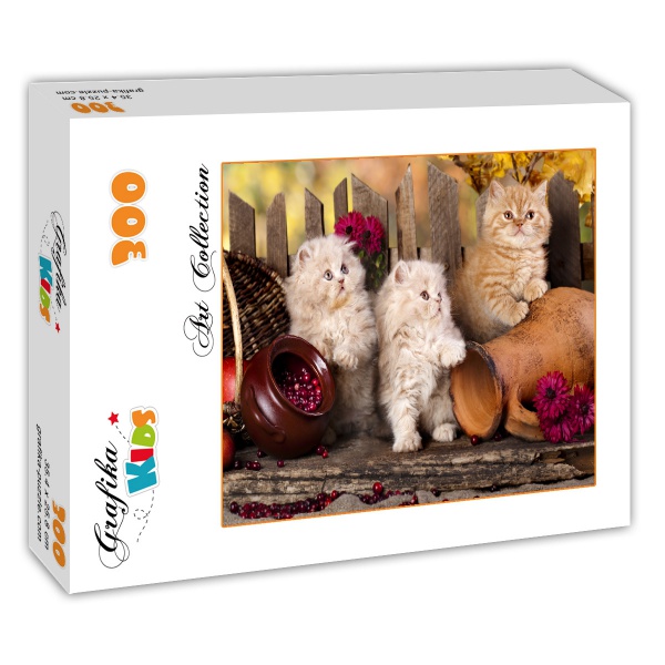 Persian Kittens
