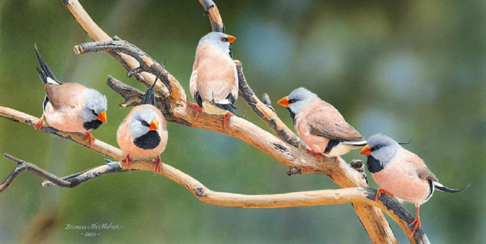 Quintet Long Tailed Finches
