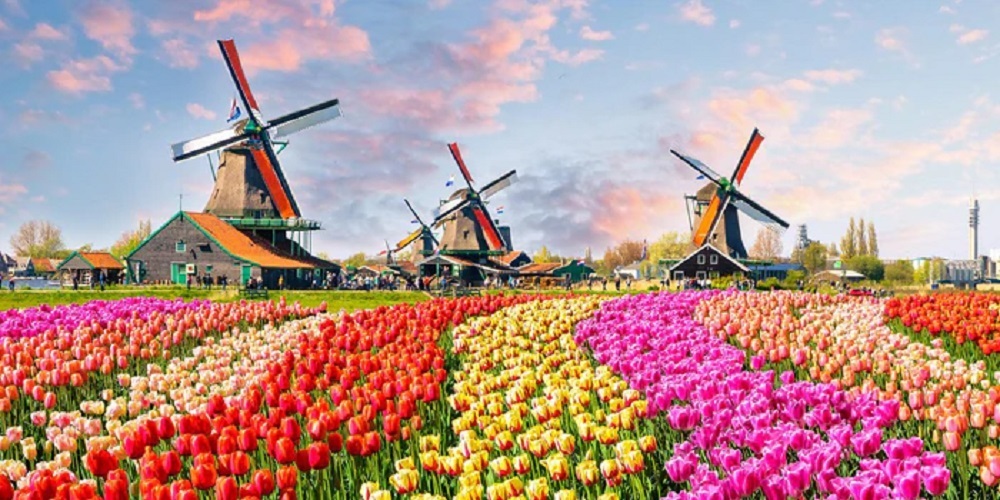 Tulips And Windmills