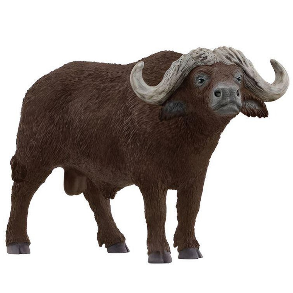 African Buffalo