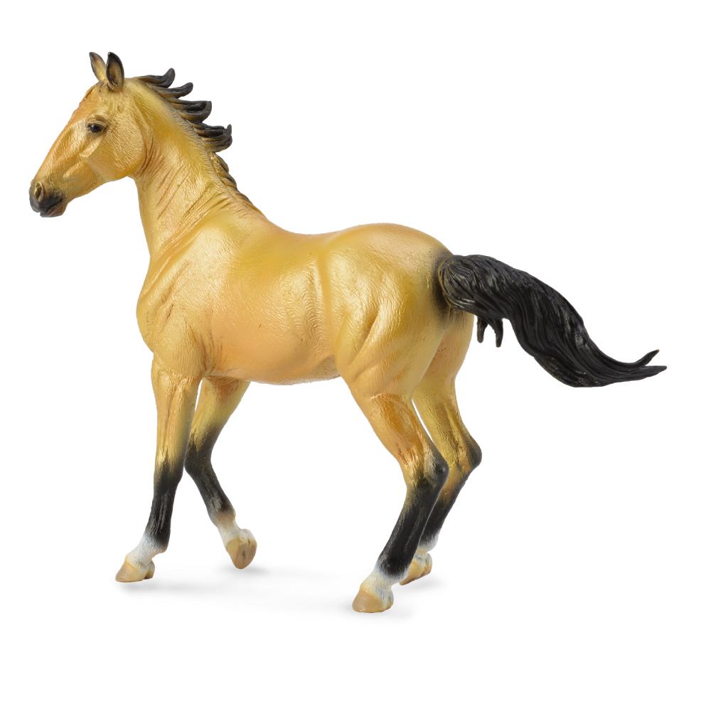 Akhal-Teke Mare Buckskin