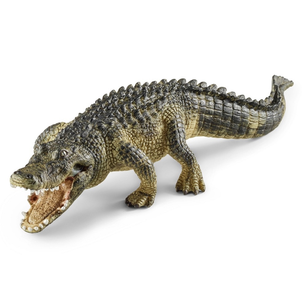 Alligator