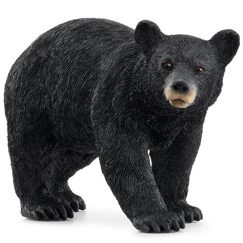 American Black Bear