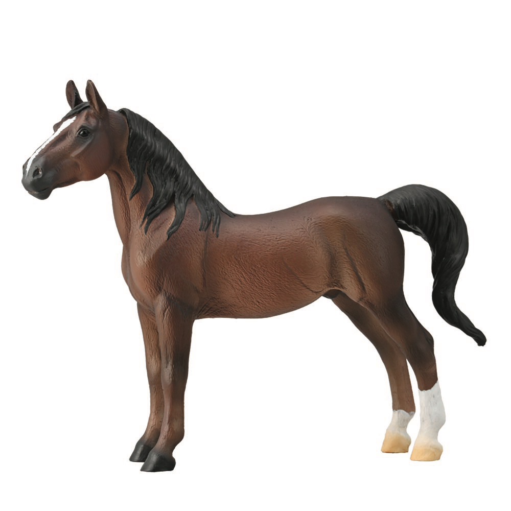 American Saddlebred Stallion Liver Chestnut