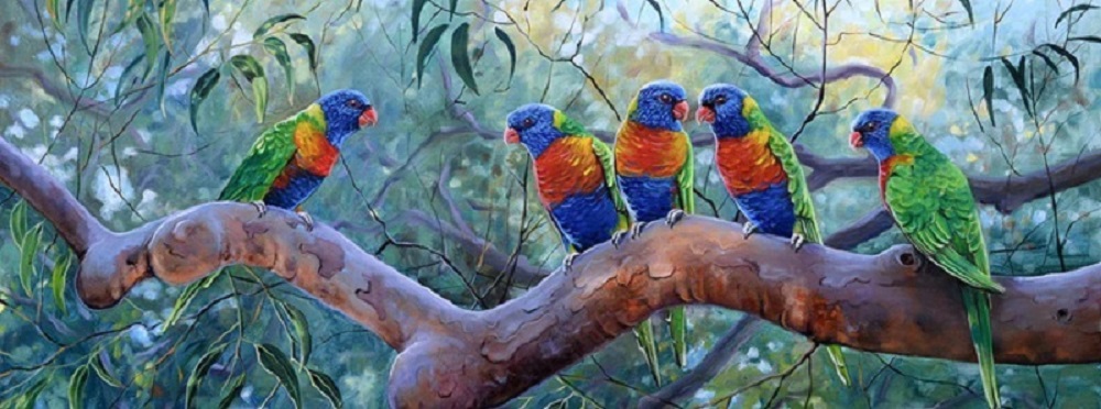 Angophora Gossip Rainbow Lorikeets