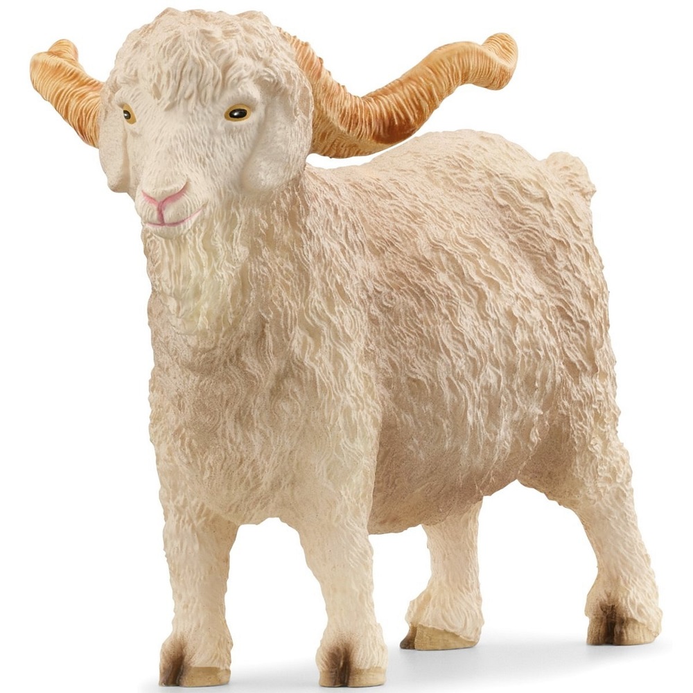 Angora Goat