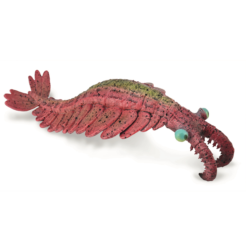 Anomalocaris