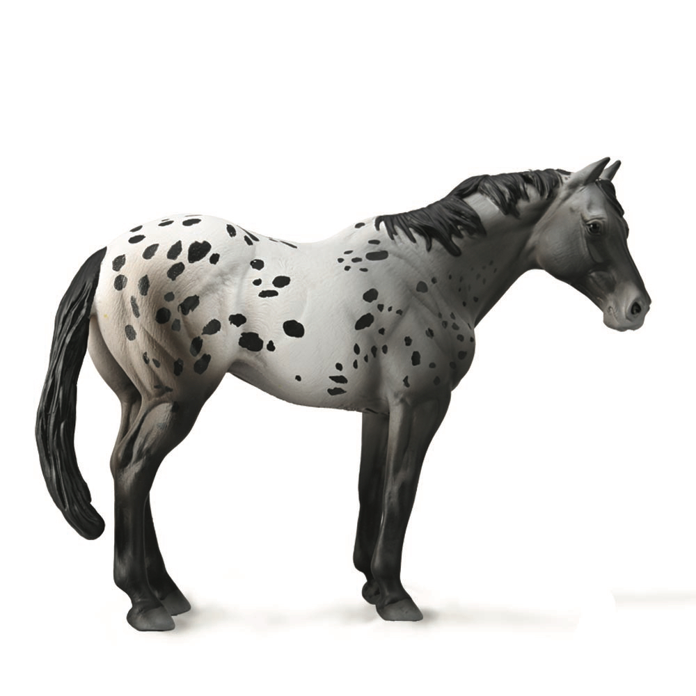 Appaloosa Stallion Blue Roan