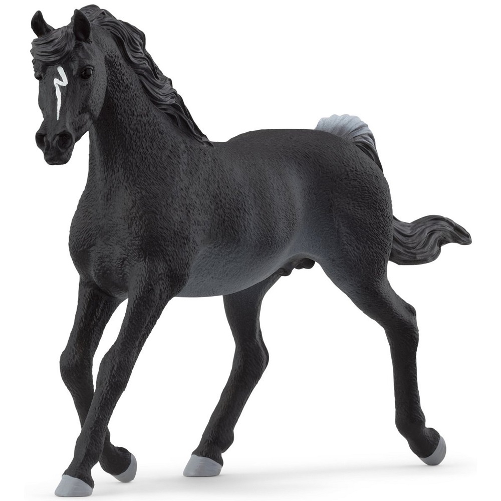 Arabian Stallion