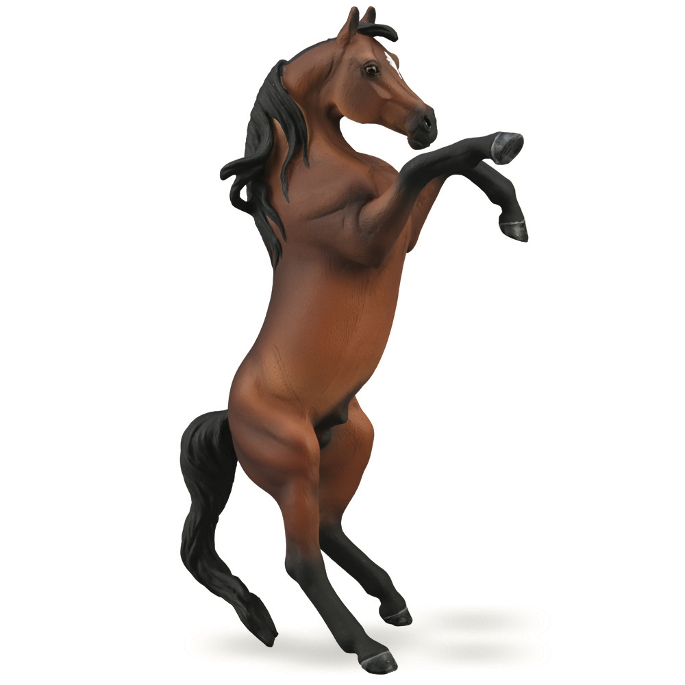 Arabian Stallion Bay Rearing