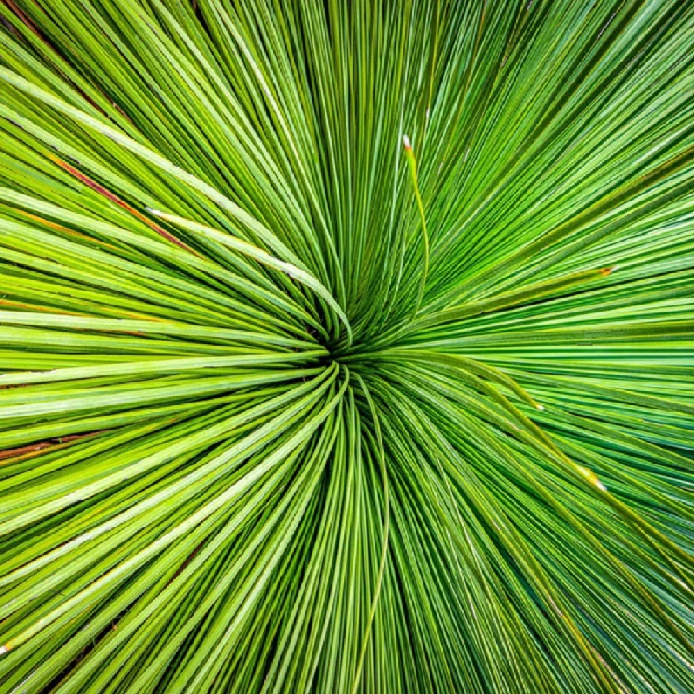Aussie Grass Tree