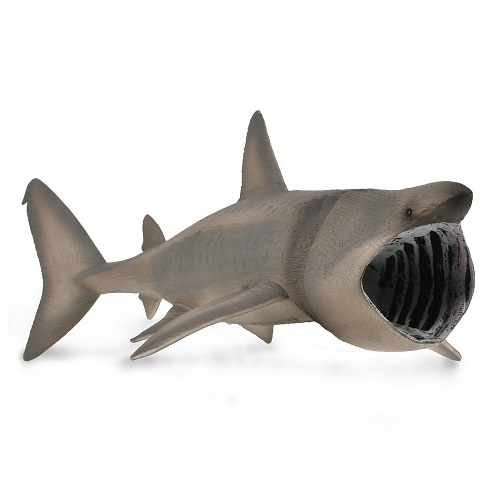 Basking Shark