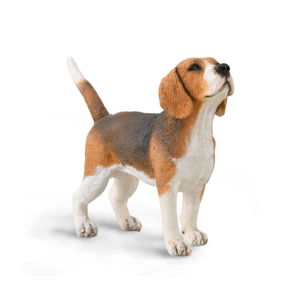 Beagle