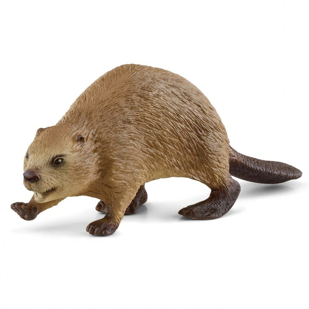Beaver