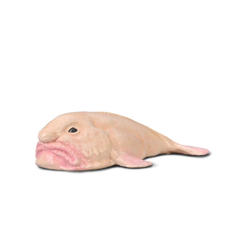 Blobfish