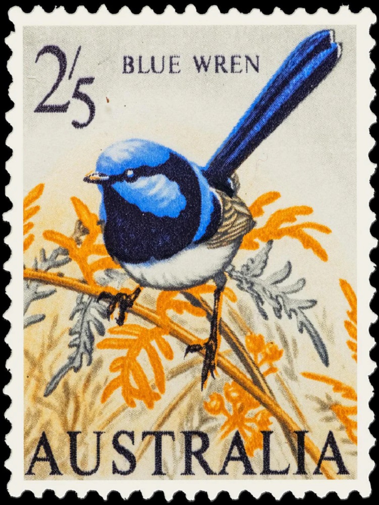 Blue Wren