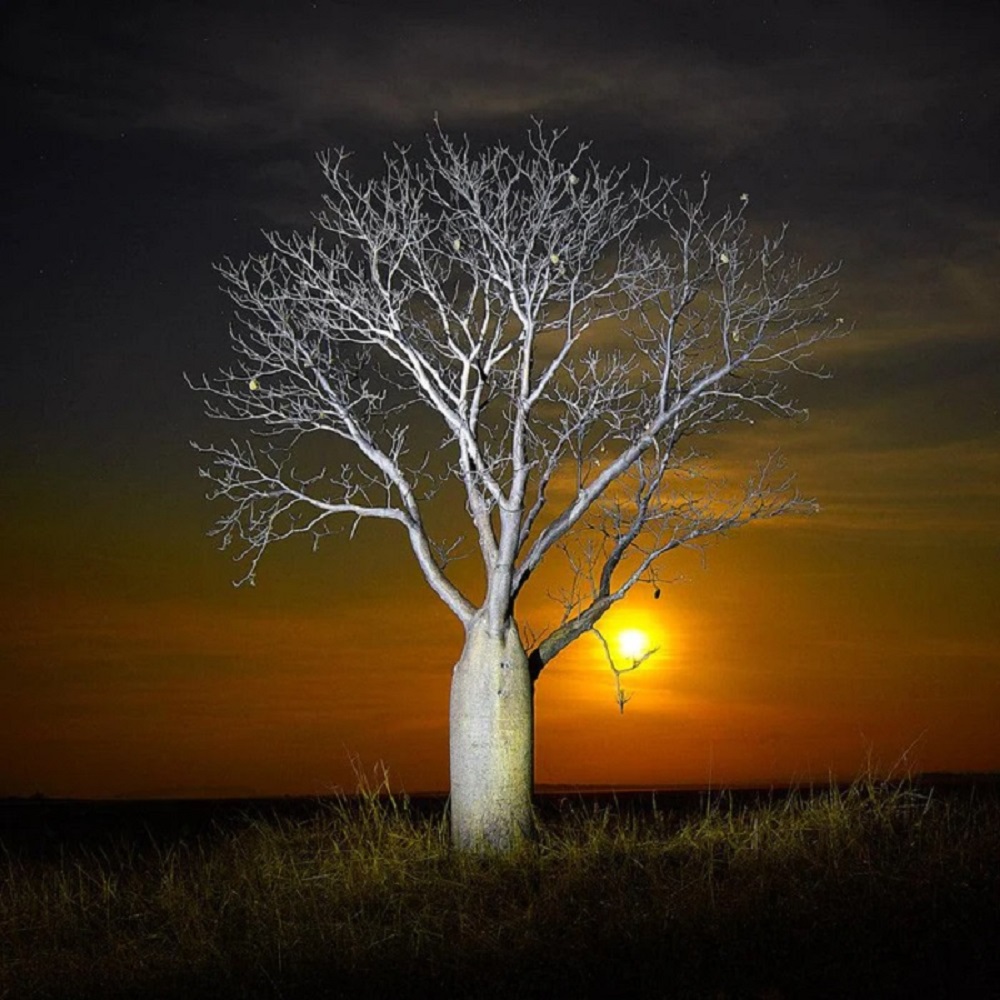 Boab Moonrise