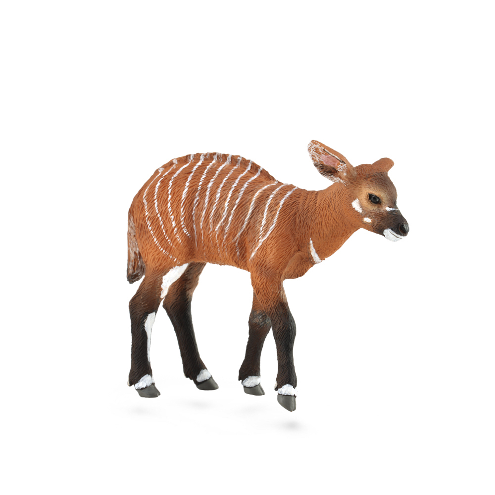 Bongo Antelope Calf