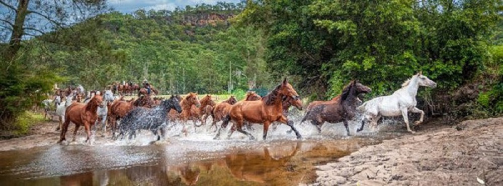 Brumby Crossing Panorama
