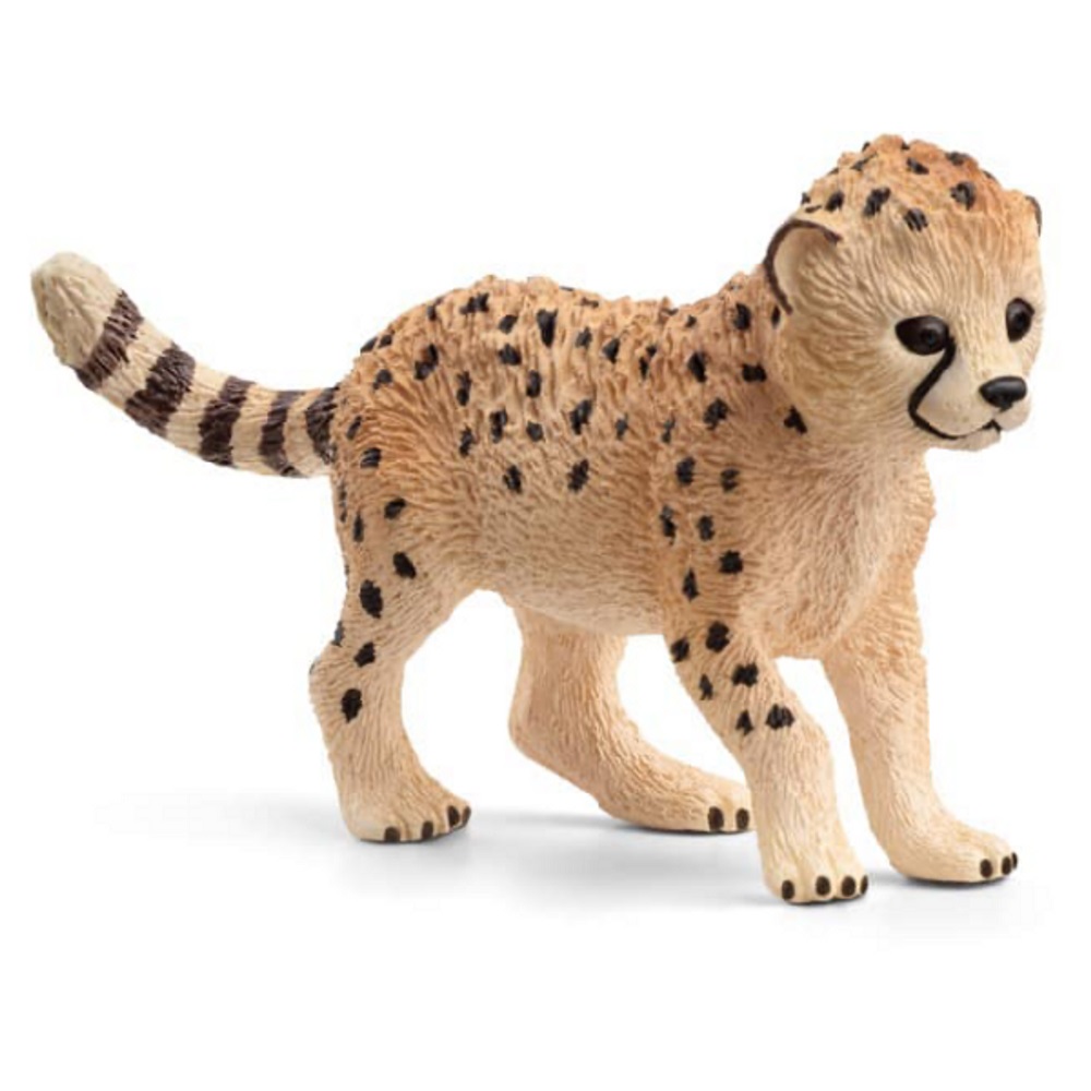 Cheetah Cub
