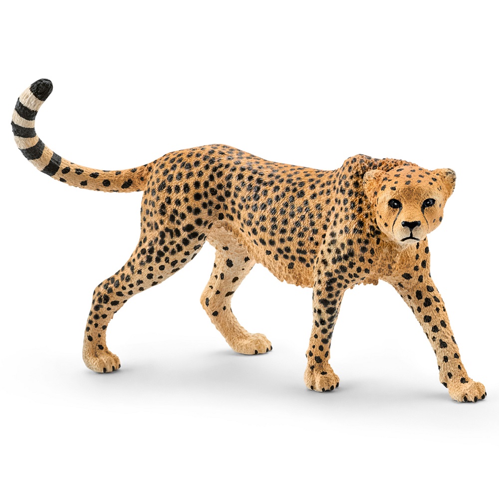 Cheetah Female