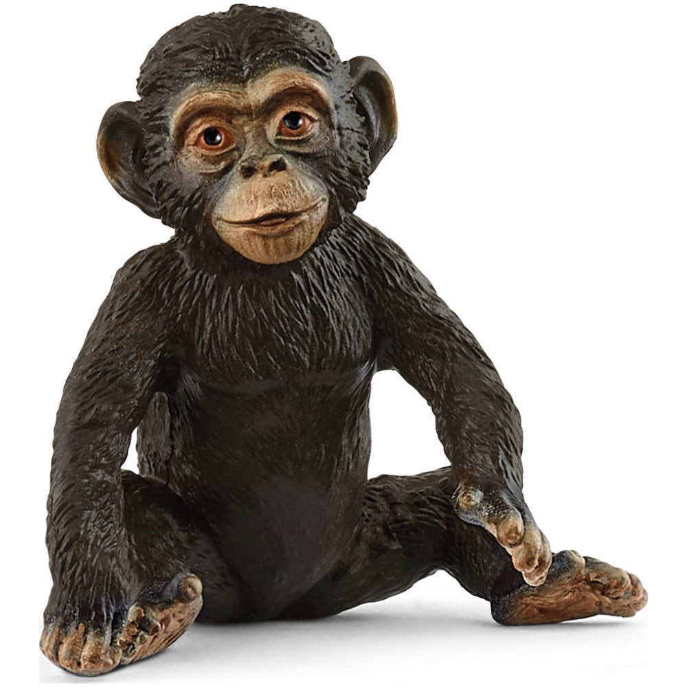 Chimpanzee Cub