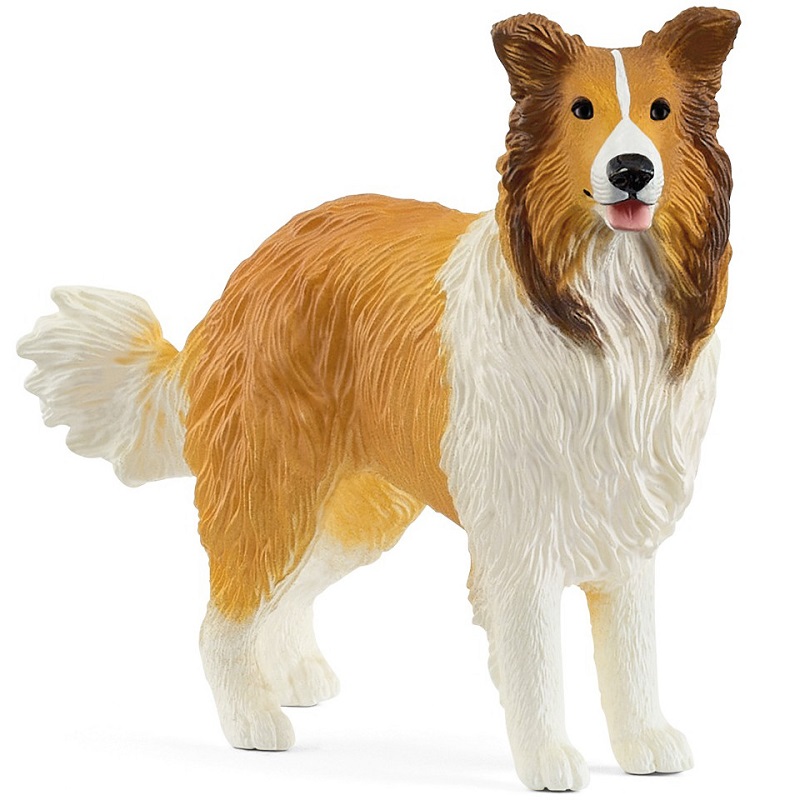 Collie