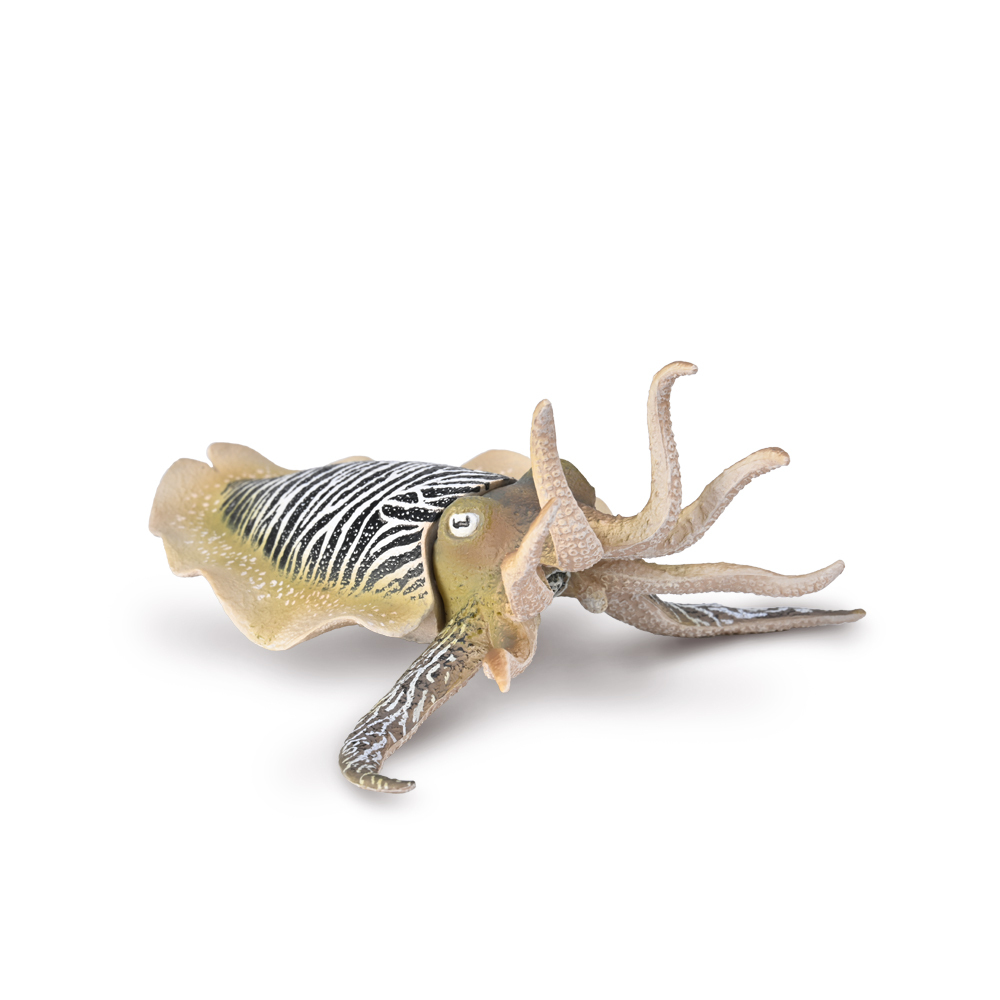 Common Cuttlefish