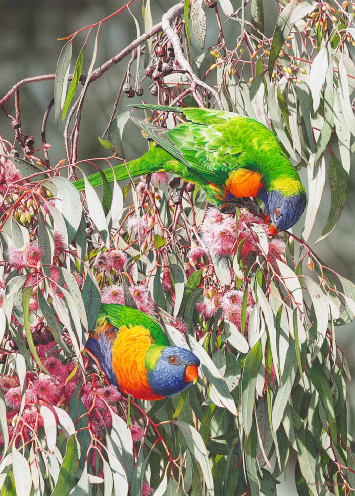 Cornucopia Rainbow Lorikeets