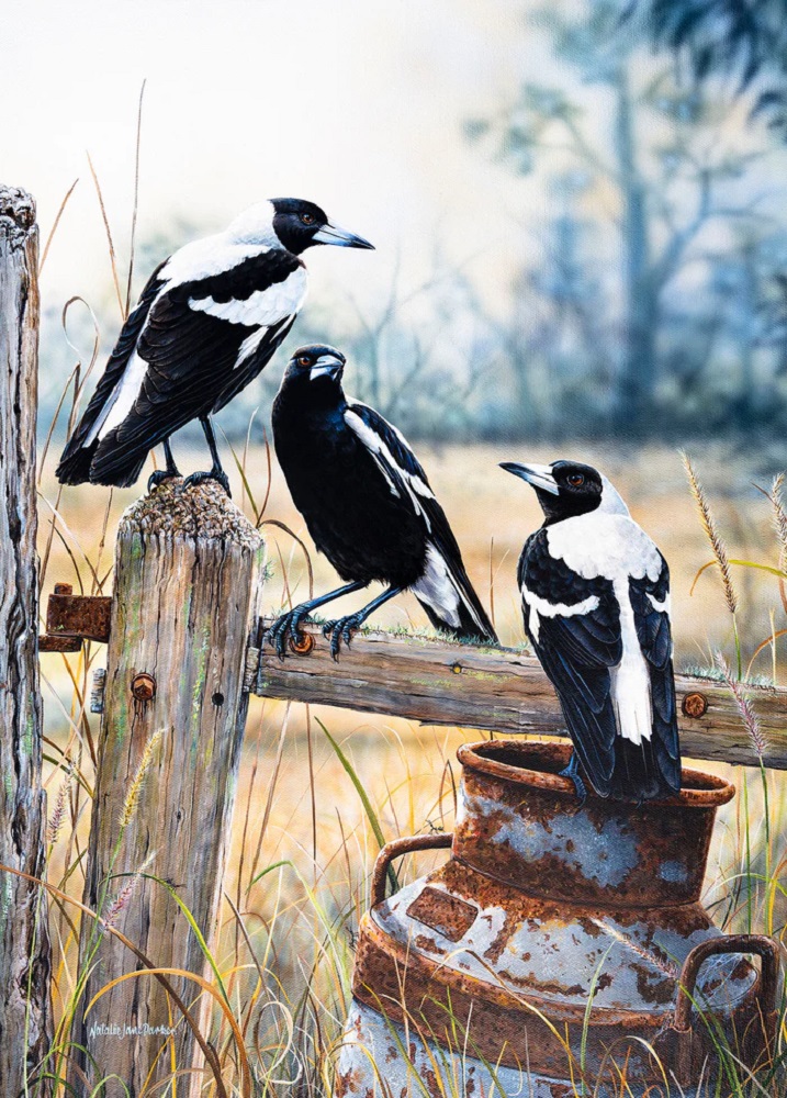 Country Lifestyle Australian Magpies