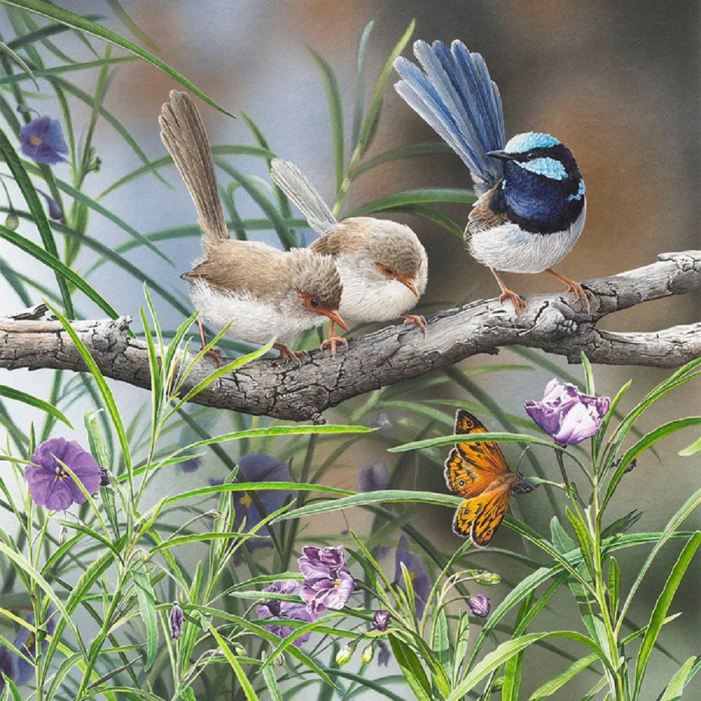 Distractions Superb Fairy Wrens
