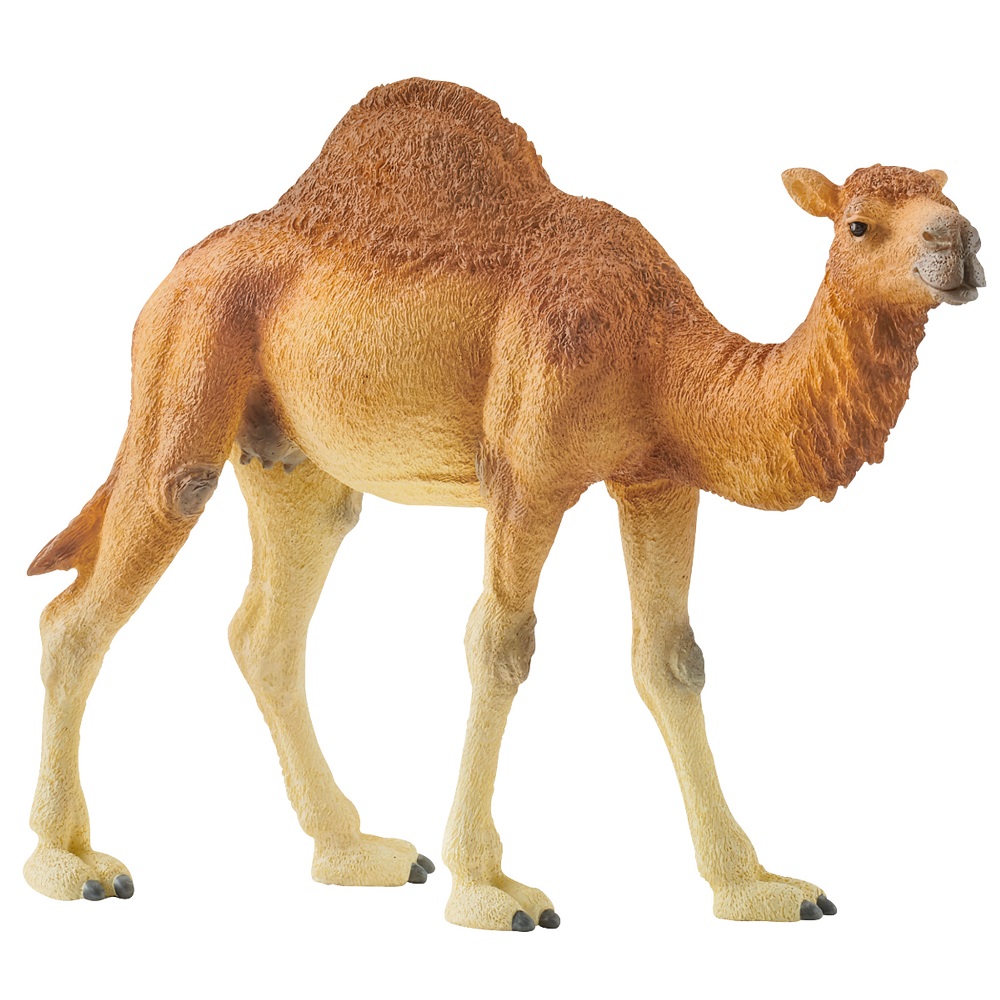 Dromedary Camel