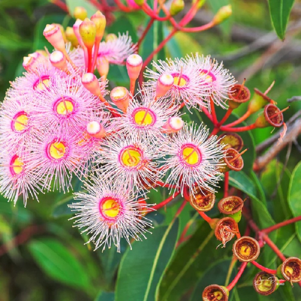 Eucalyptus Bloom