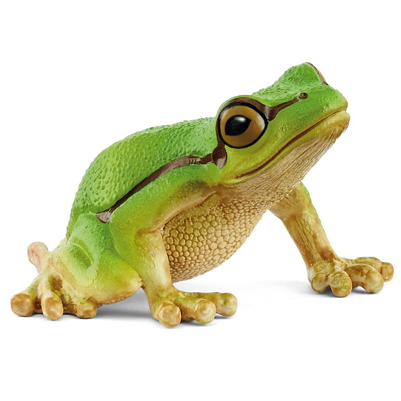 European Tree Frog