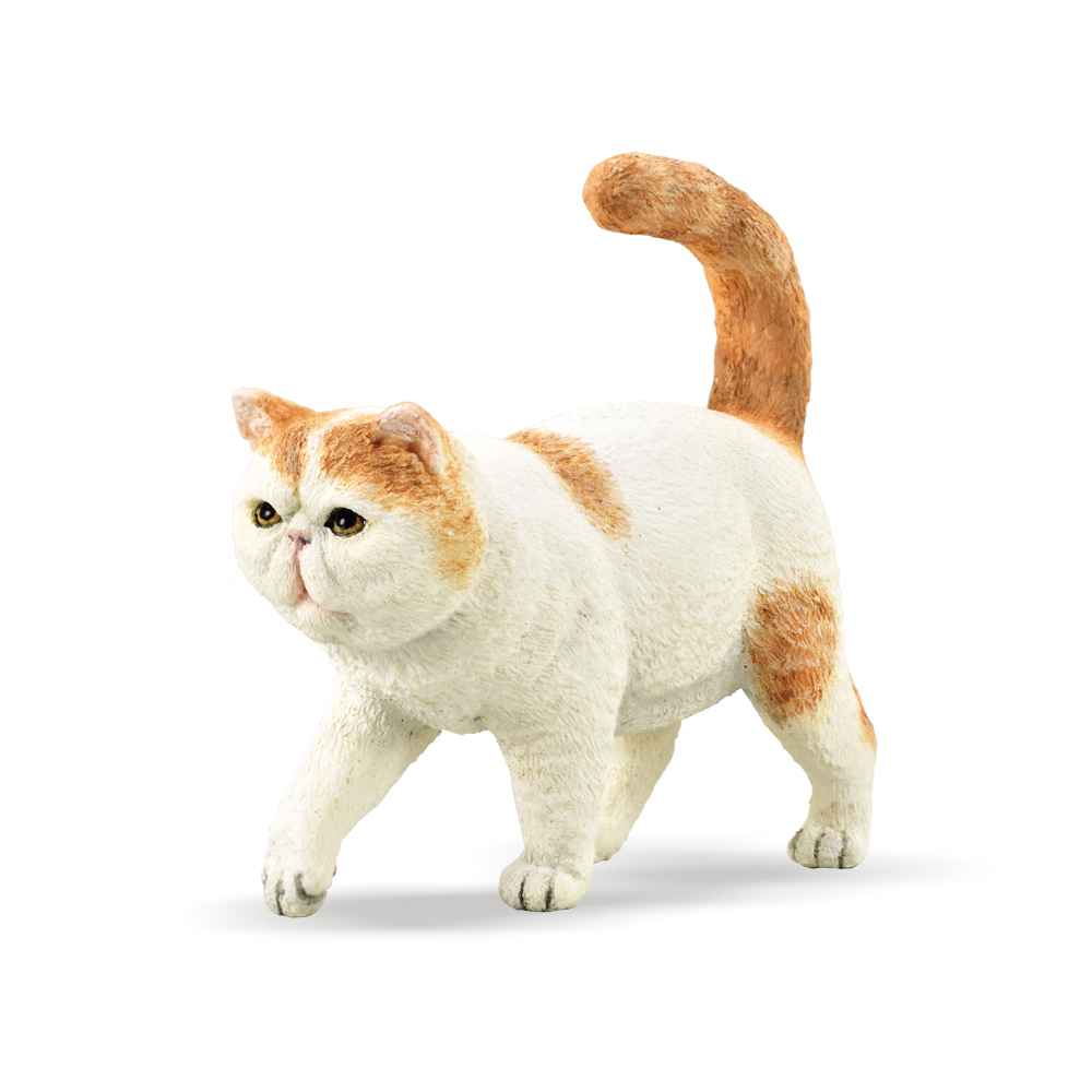 Exotic Short Hair Cat