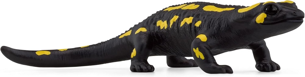 Fire Salamander