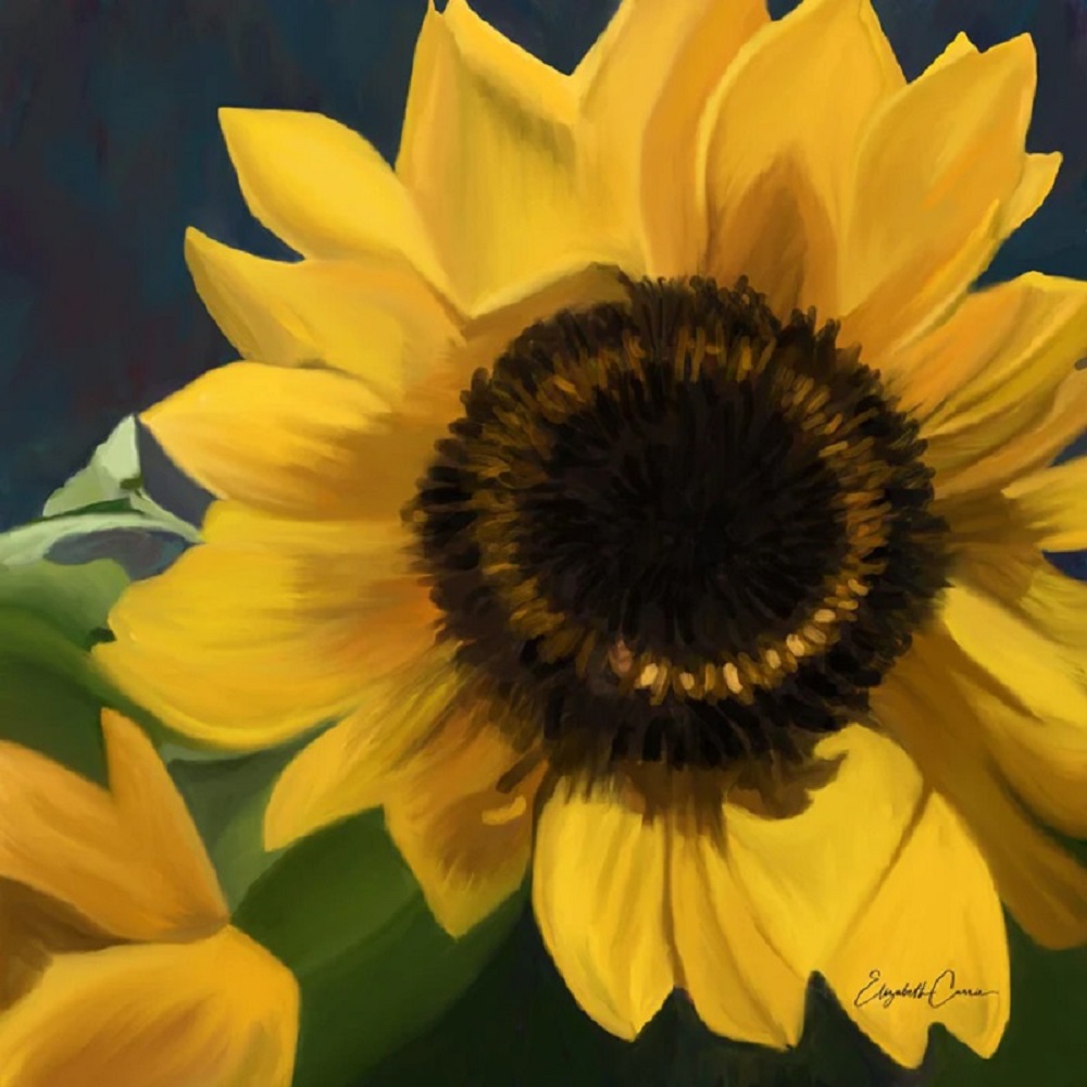 Flowers - Sunflower