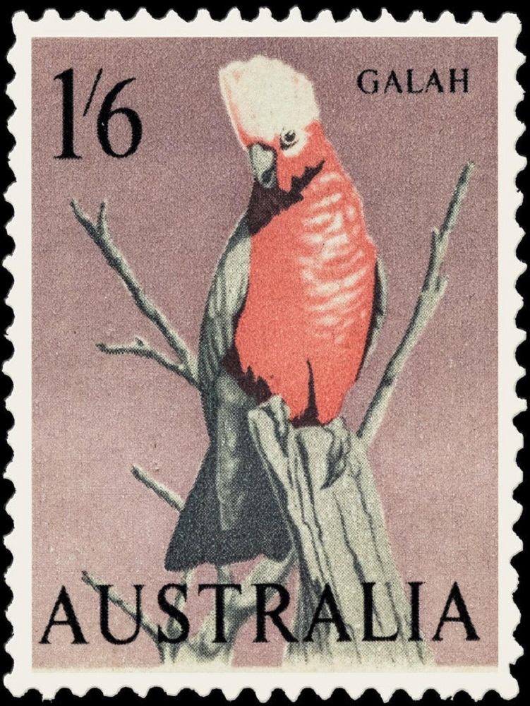 Galah