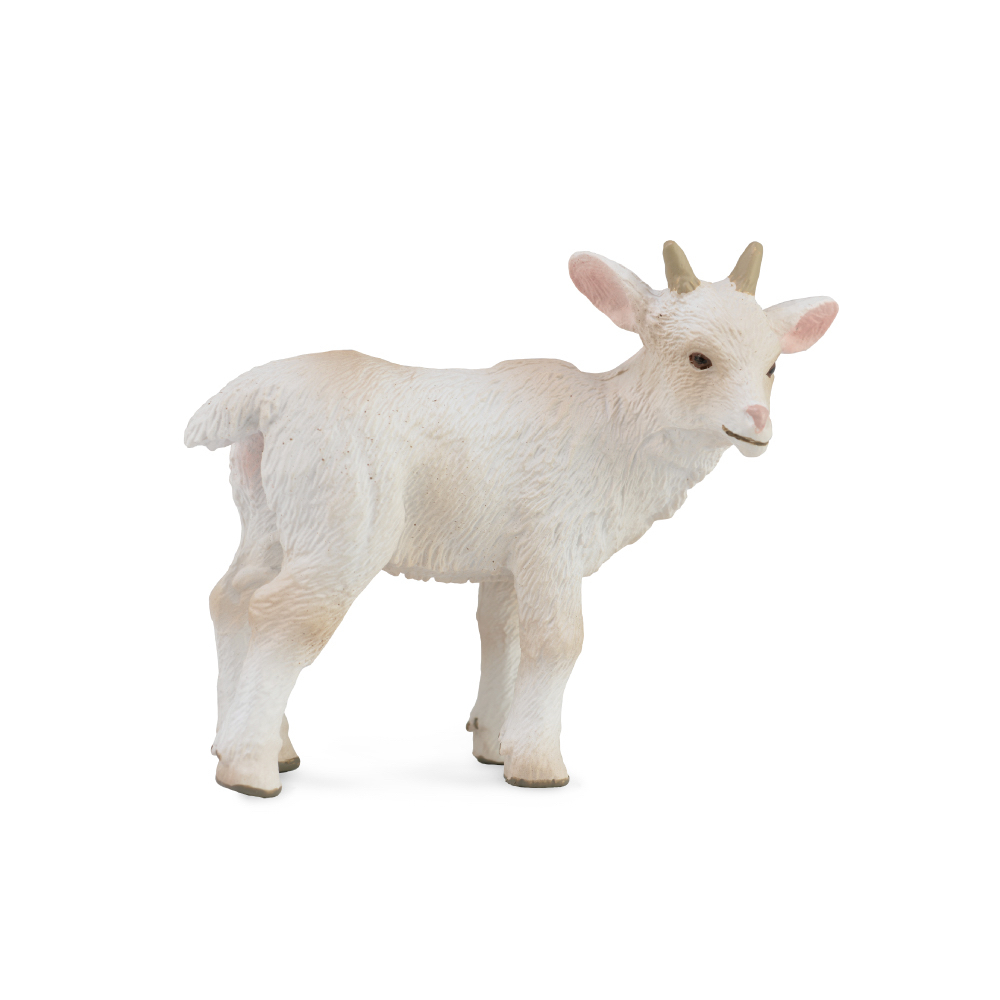 Goat Kid Standing