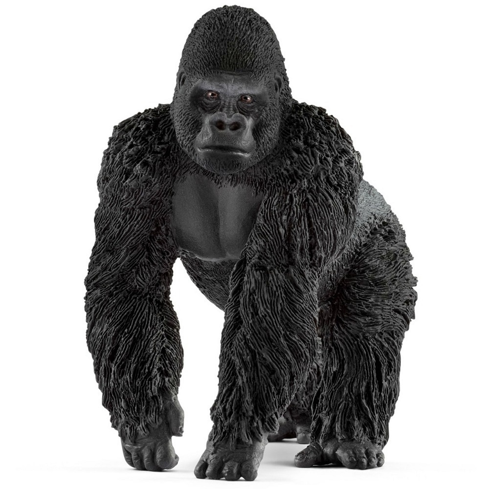 Gorilla Male