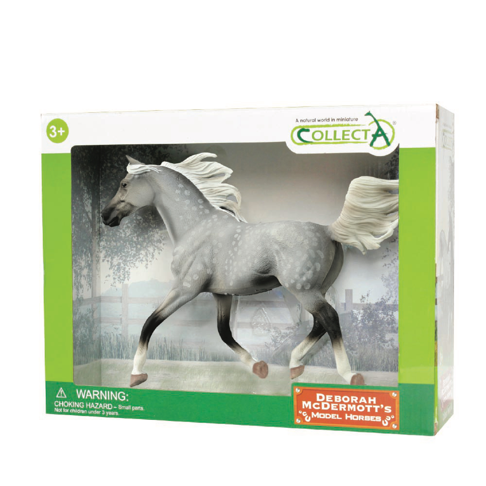 Half Arabian Stallion Dapple Grey