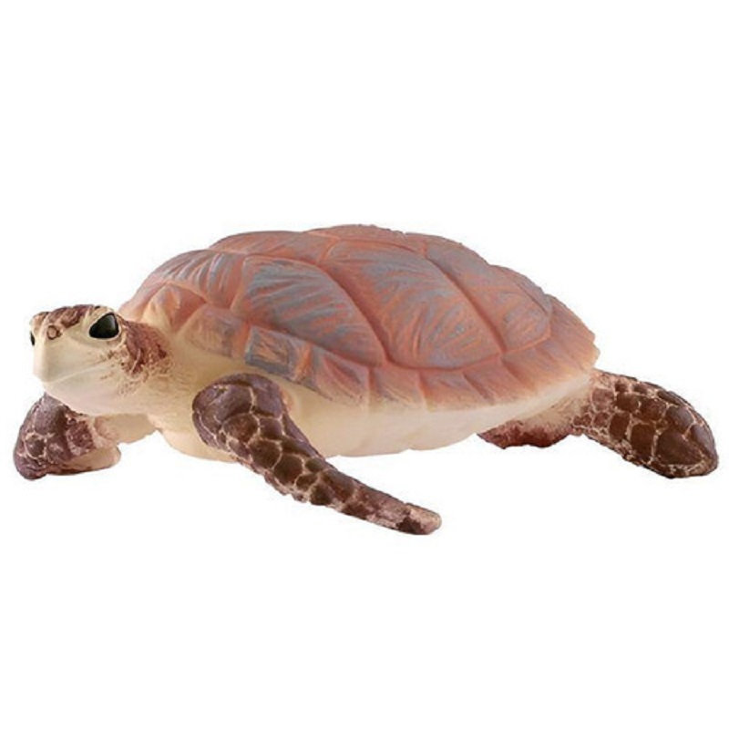 Hawksbill Sea Turtle