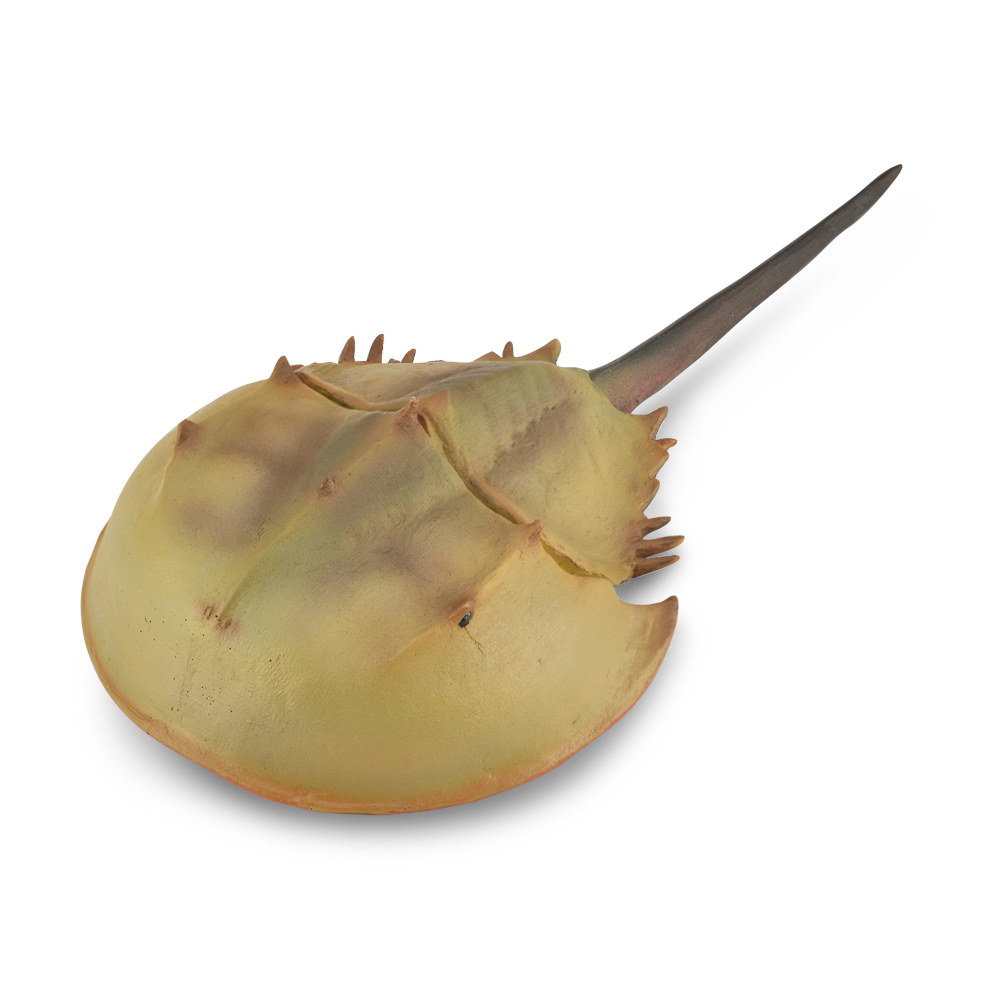 Horseshoe Crab